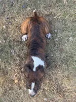 Zeke, a male Boxer for sale in Neosho, MO – 2 of 4