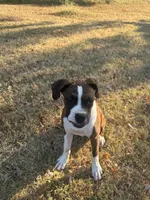 Zeke, a male Boxer for sale in Neosho, MO – 4 of 4