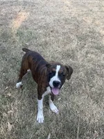 Zeke, a male Boxer for sale in Neosho, MO – 3 of 4