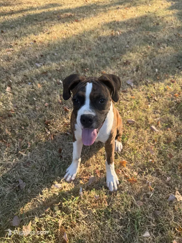Zeke – Boxer puppy for sale in Neosho, MO