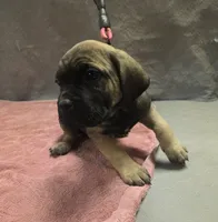 Fawn and tan female, a female Cane Corso for sale in Black Earth, WI – 3 of 4