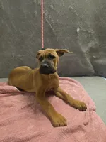 Gold Collar female, a female Cane Corso for sale in Black Earth, WI – 3 of 3
