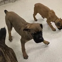 Dusty male, a male Cane Corso for sale in Black Earth, WI – Photo 3 of 6