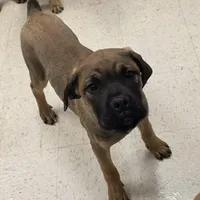 Dusty male, a male Cane Corso for sale in Black Earth, WI – Photo 1 of 6