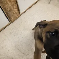 Dusty male, a male Cane Corso for sale in Black Earth, WI – Photo 5 of 6