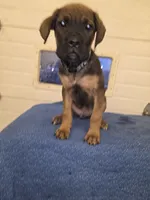 Dusty male, a male Cane Corso for sale in Black Earth, WI – Photo 1 of 4