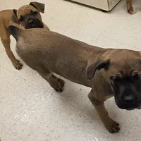 Dusty male, a male Cane Corso for sale in Black Earth, WI – Photo 6 of 6