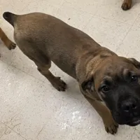 Dusty male, a male Cane Corso for sale in Black Earth, WI – Photo 2 of 6