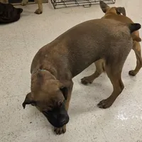 Dusty male, a male Cane Corso for sale in Black Earth, WI – Photo 4 of 6