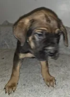 Dusty male, a male Cane Corso for sale in Black Earth, WI – Photo 3 of 4