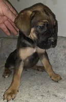 Dusty male, a male Cane Corso for sale in Black Earth, WI – Photo 2 of 4