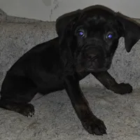Six female, a female Cane Corso for sale in Black Earth, WI – Photo 3 of 5