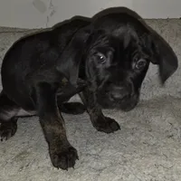 Six female, a female Cane Corso for sale in Black Earth, WI – Photo 4 of 5