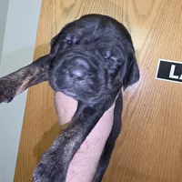 Six female, a female Cane Corso for sale in Black Earth, WI – Photo 5 of 5