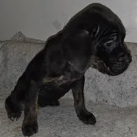 Six female, a female Cane Corso for sale in Black Earth, WI – Photo 2 of 5