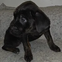 Six female, a female Cane Corso for sale in Black Earth, WI – Photo 1 of 5