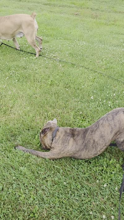 Windy Female Reverse Blue/Grey Brindle Formentino, a female Cane Corso for sale in Black Earth, WI – 9 of 9