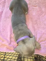 Purple Blue Fawn, a female Cane Corso for sale in Black Earth, WI – 4 of 5