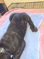Black Brindle , a male Cane Corso for sale in Black Earth, WI – 2 of 8