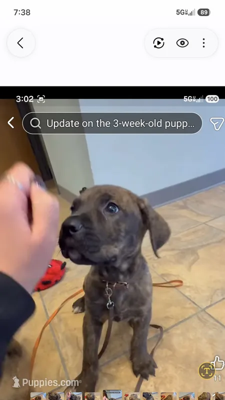 Brown collar, Perfect Male Brindle – Cane Corso puppy for sale in Black Earth, WI