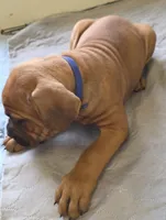 Blue collar, Male Red Fawn, a male Cane Corso for sale in Black Earth, WI – 1 of 10
