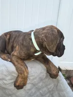Light Blue Collar. Male Chestnut Brindle , a male Cane Corso for sale in Black Earth, WI – 4 of 5