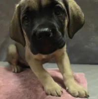 Fawn female (soft and fluffy), a female Cane Corso for sale in Black Earth, WI – 2 of 5