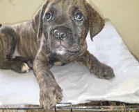 Brown collar, Perfect Male Brindle, a male Cane Corso for sale in Black Earth, WI – 3 of 4