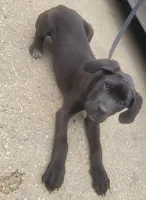 Pinky female, a female Cane Corso for sale in Black Earth, WI – Photo 1 of 5