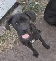 Pinky female, a female Cane Corso for sale in Black Earth, WI – Photo 4 of 5
