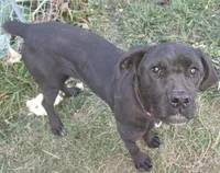 Pinky female, a female Cane Corso for sale in Black Earth, WI – Photo 5 of 5