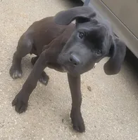 Pinky female, a female Cane Corso for sale in Black Earth, WI – Photo 2 of 5