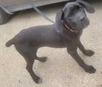 Pinky female, a female Cane Corso for sale in Black Earth, WI – Photo 3 of 5