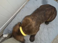 Yellow collar, Male Chestnut Brindle SH, a male Cane Corso for sale in Black Earth, WI – 3 of 10