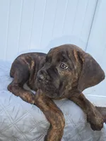 Light Blue Collar. Male Chestnut Brindle , a male Cane Corso for sale in Black Earth, WI – 3 of 5
