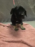 Black and tan male  (big puppy), a male Cane Corso for sale in Black Earth, WI – 4 of 4