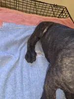 Green Brindle , a male Cane Corso for sale in Black Earth, WI – 3 of 5