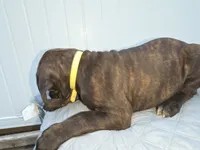 Yellow collar, Male Chestnut Brindle SH, a male Cane Corso for sale in Black Earth, WI – 2 of 10