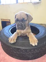 Purple Blue Fawn, a female Cane Corso for sale in Black Earth, WI – 3 of 5