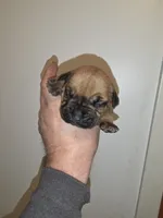 Sammy Female, a female Cane Corso for sale in Black Earth, WI – Photo 1 of 2