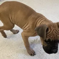 Sammy Female, a female Cane Corso for sale in Black Earth, WI – Photo 5 of 6