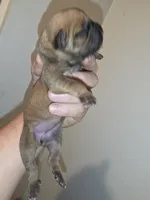 Sammy Female, a female Cane Corso for sale in Black Earth, WI – Photo 2 of 2