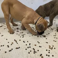 Sammy Female, a female Cane Corso for sale in Black Earth, WI – Photo 6 of 6