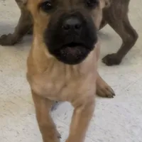 Sammy Female, a female Cane Corso for sale in Black Earth, WI – Photo 2 of 6