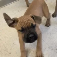 Sammy Female, a female Cane Corso for sale in Black Earth, WI – Photo 3 of 6