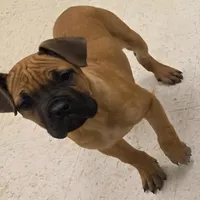 Sammy Female, a female Cane Corso for sale in Black Earth, WI – Photo 1 of 6