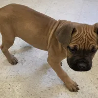 Sammy Female, a female Cane Corso for sale in Black Earth, WI – Photo 4 of 6