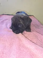 Florescent green/yellow Brindle , a female Cane Corso for sale in Black Earth, WI – 3 of 9