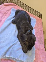 Black Brindle , a male Cane Corso for sale in Black Earth, WI – 5 of 8