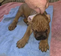Royal Blue , a male Cane Corso for sale in Black Earth, WI – 5 of 9